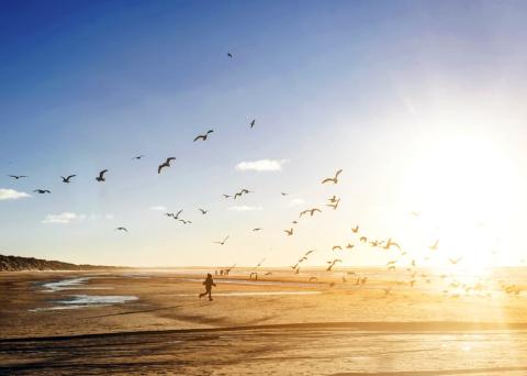 birds flying on beach
