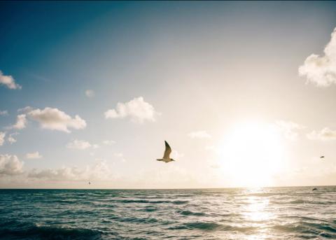 bird flying over ocean